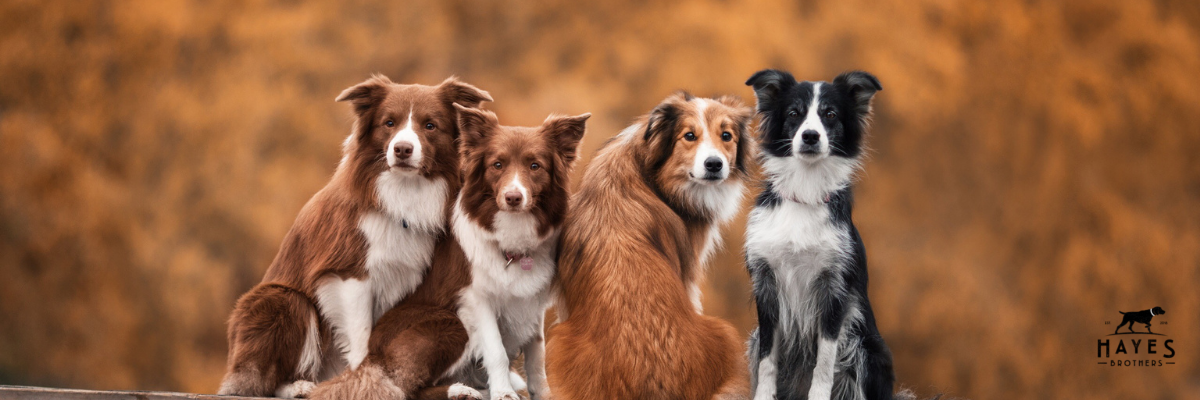 Hayes Brothers brokken zijn er een hondenleven lang: voor elke levensfase van je hond