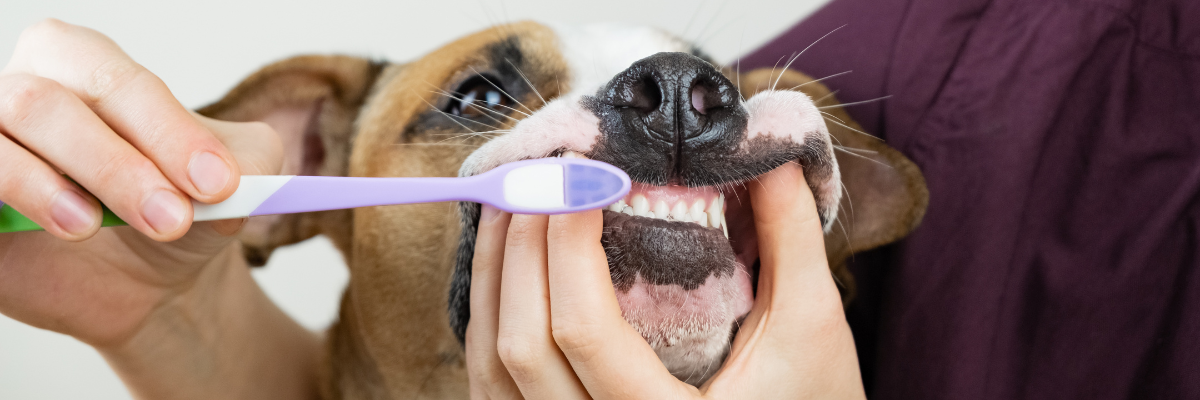 Het gebit van jouw hond: wat is daar nou goed voor?