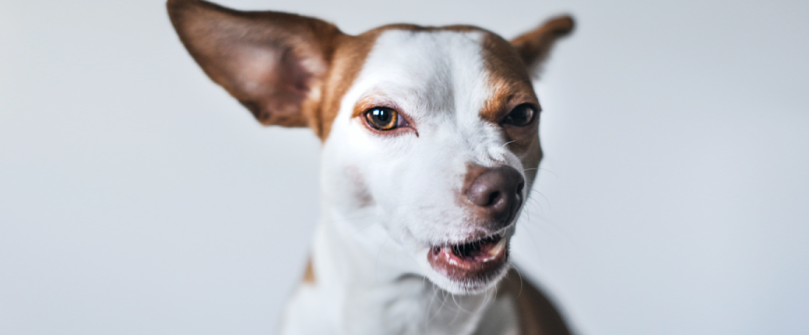 Mijn hond eet niet na overstappen op nieuw hondenvoer!
