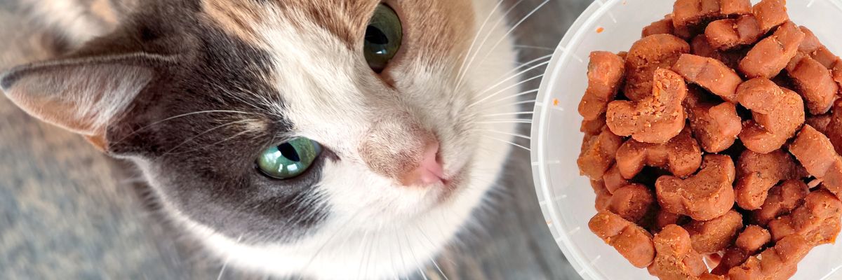 Tips voor een training met je kat