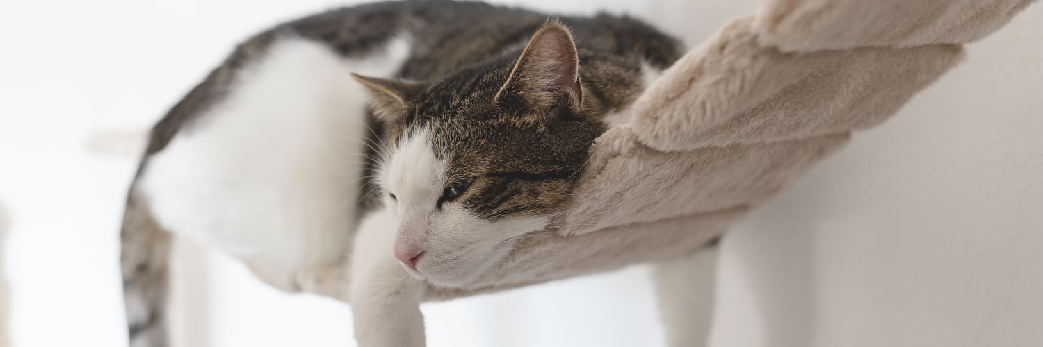 Help je kat uit de winterblues