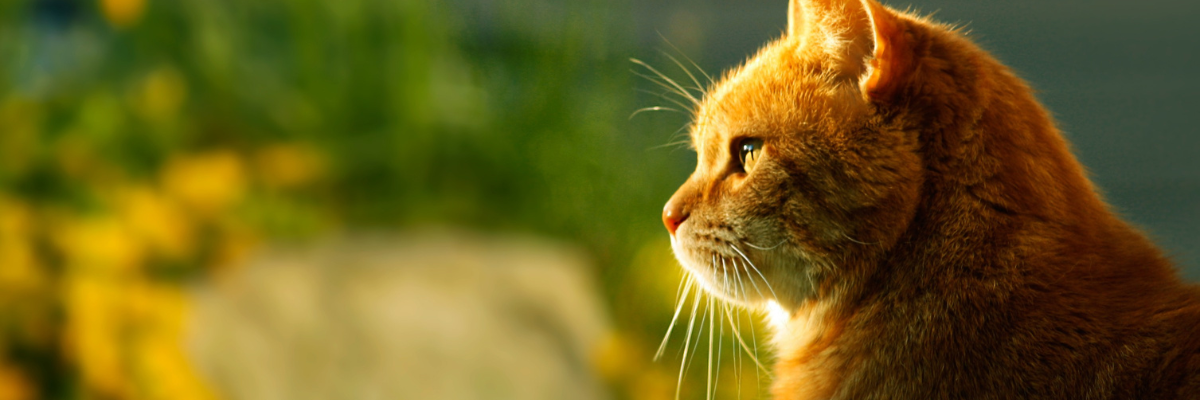 Kattenvoer uit de supermarkt of toch niet?