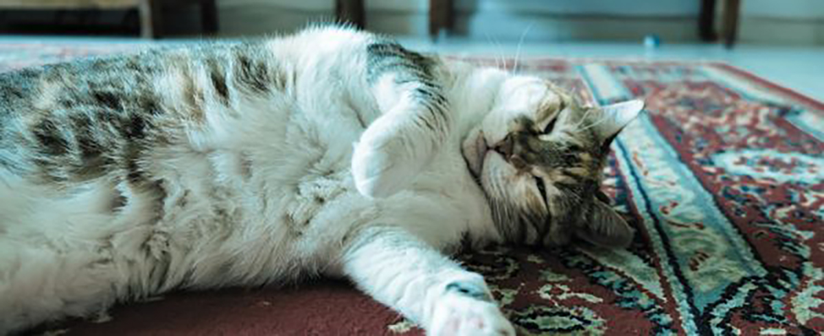 Katten met een gevoelige maag